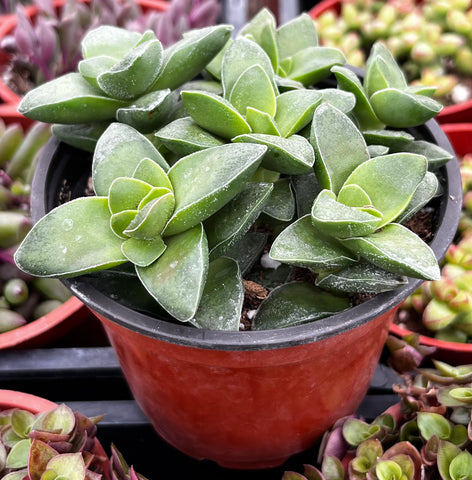 Crassula Springtime