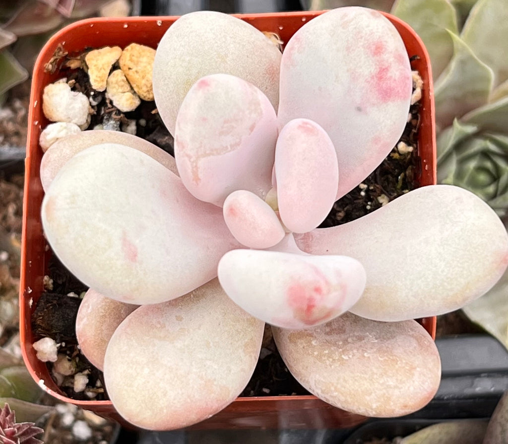 pink moonstone succulent care Pink Moonstone Pachyphytum