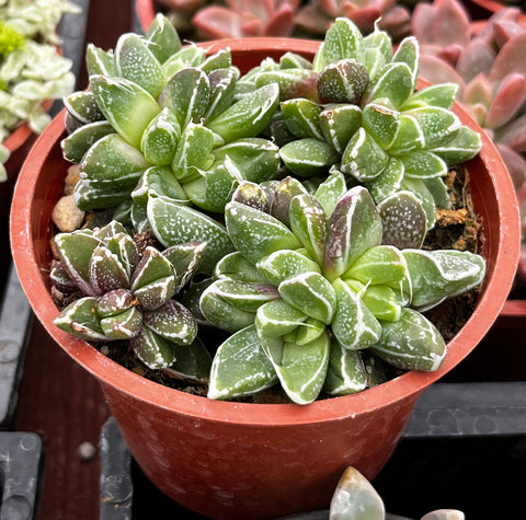 Faumatium Hybrid