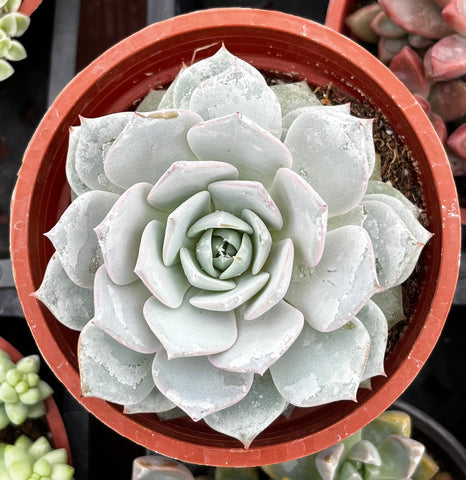 Echeveria White Rose