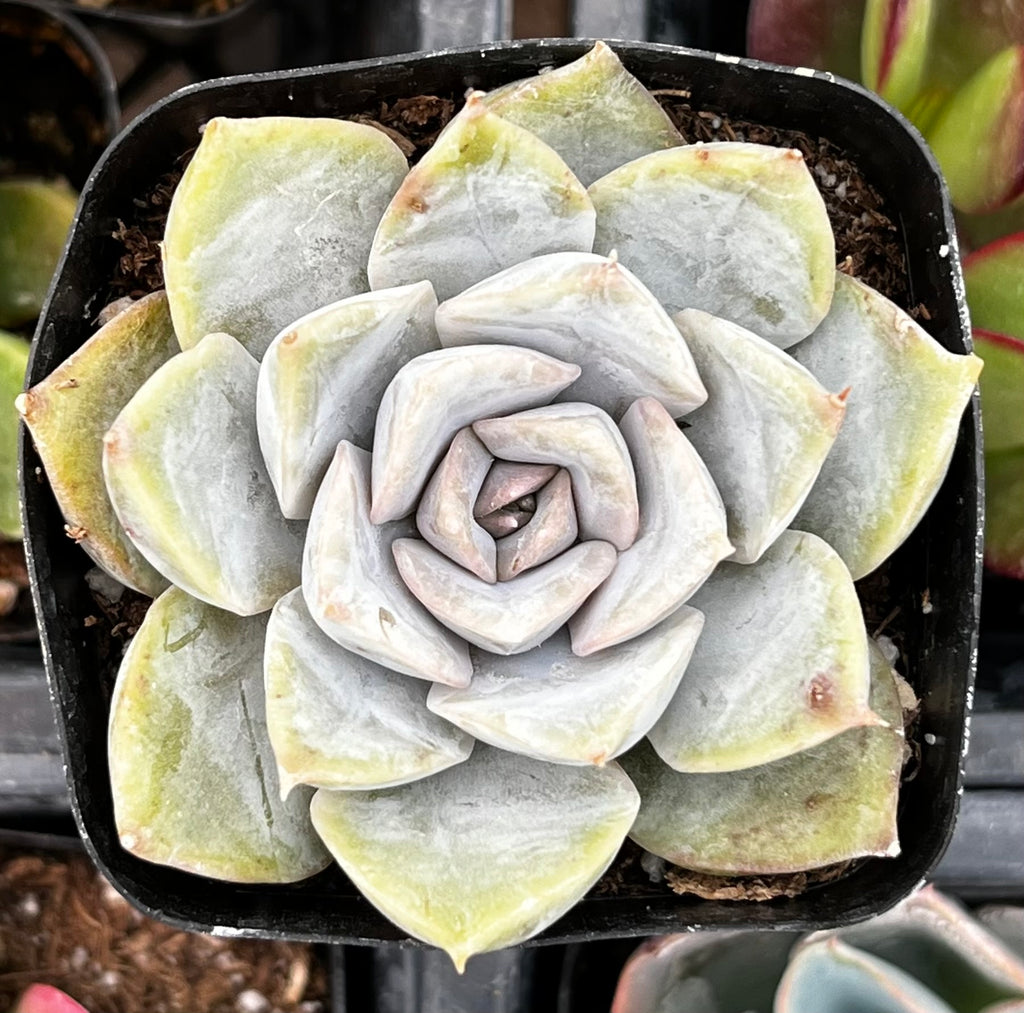 Echeveria Orion