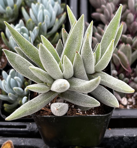 succulent grey leaves Crassula Mesembryanthemoides