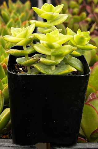 Variegated String of Buttons