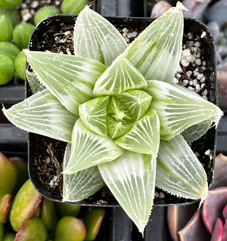 haworthia retusa succulent Haworthia Retusa 'White Ghost'
