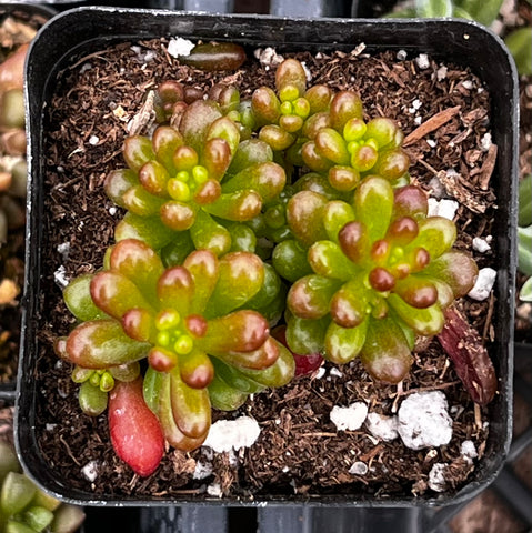 Sedum Mini Jelly Bean