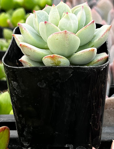 light green succulent with pink tips Echeveria Tippy Pink