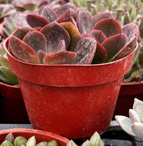 Echeveria Red Baron