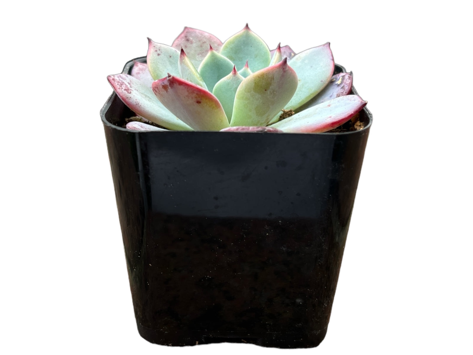 Echeveria Cat's Claw