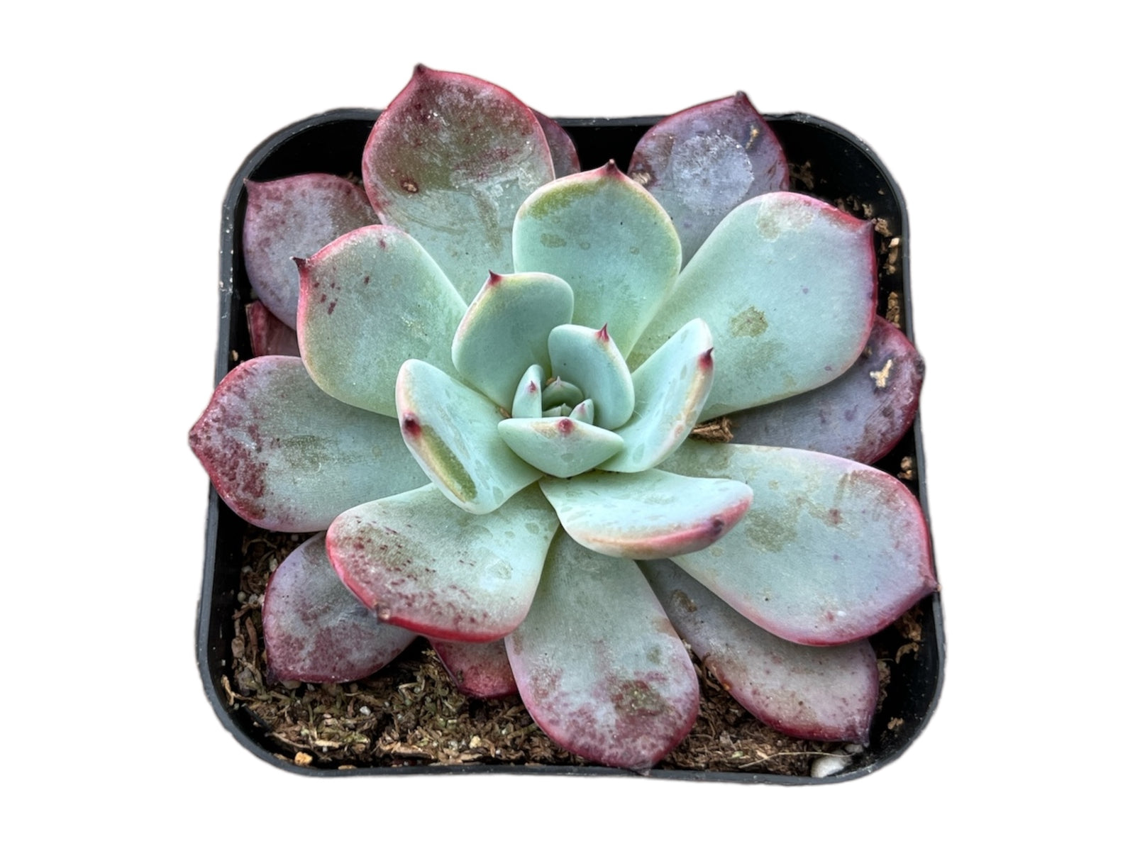 Echeveria Cat's Claw