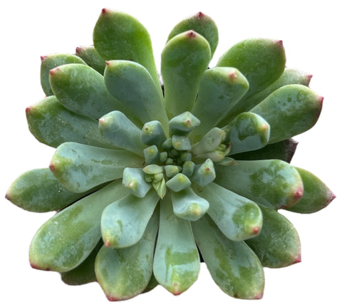 sedeveria succulent care Buy Echeveria Sedeveria Blue Elf