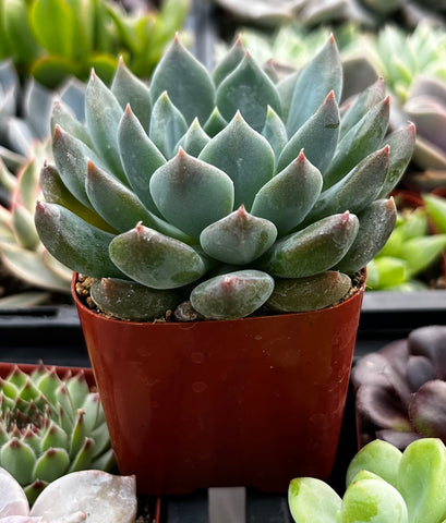 succulent echeveria blue Echeveria Blue