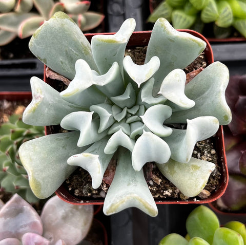 topsy turvy succulent plant Echeveria Topsy Turvy