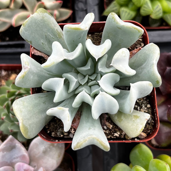 topsy turvy succulent Echeveria Topsy Turvy