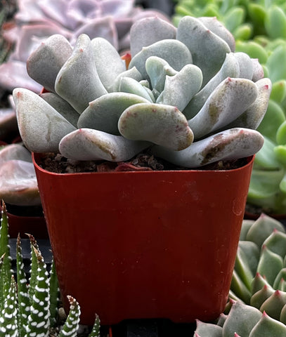 cubic frost succulent care Echeveria Cubic Frost