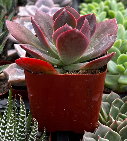 red succulent leaves Echeveria Red Baron