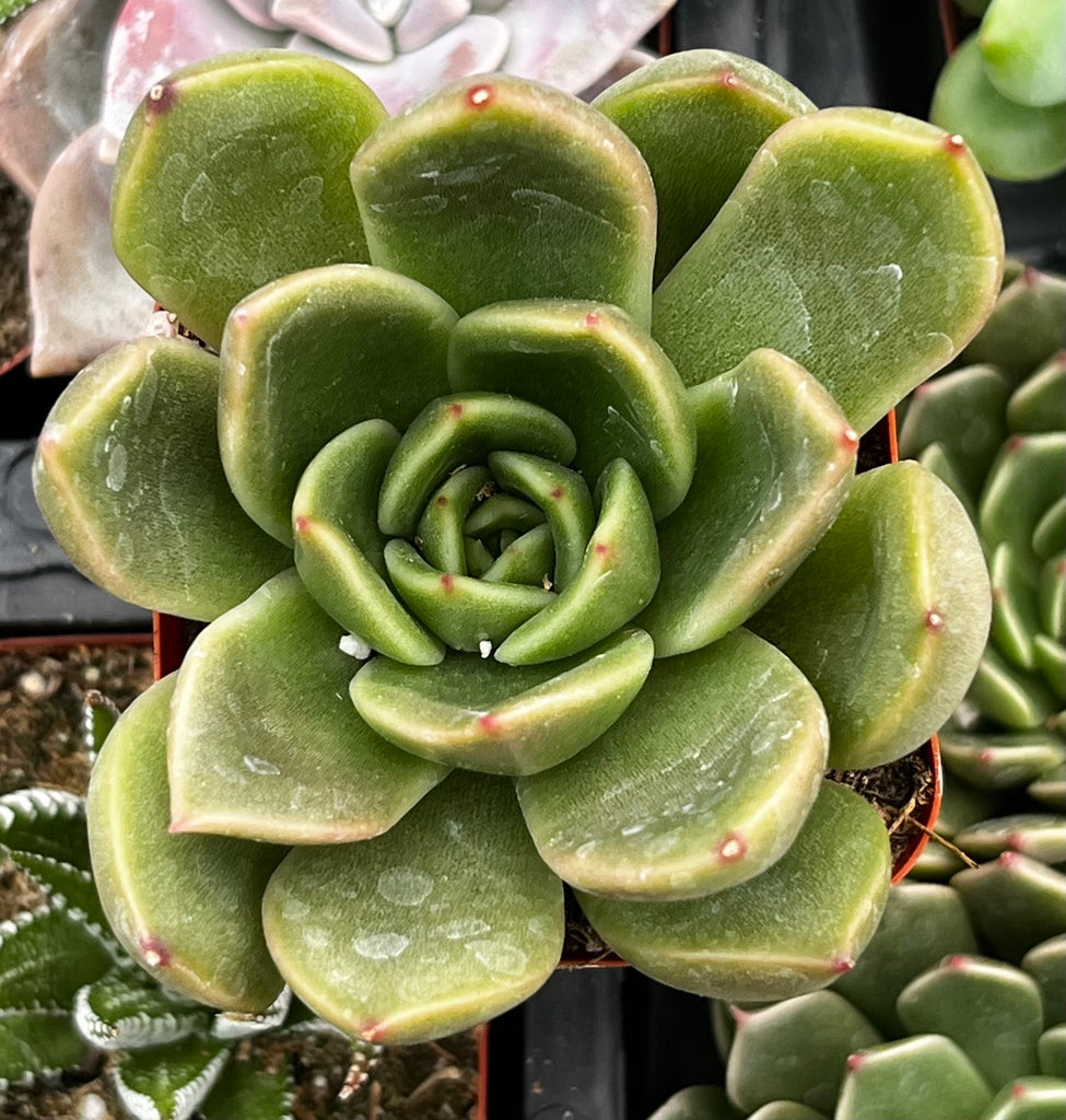 echeveria agavoides succulent Echeveria Agavoides Prolifera