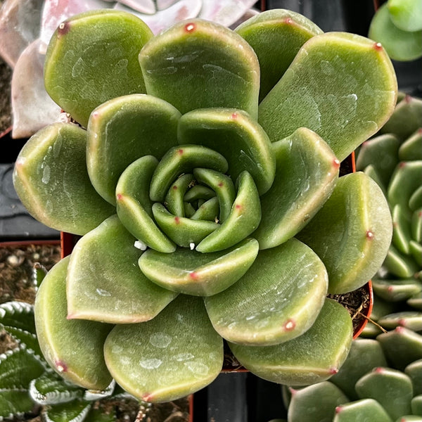 Echeveriaagavoides_Prolifera-