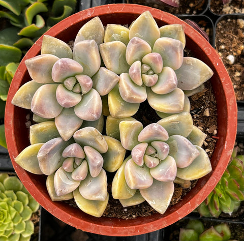 Variegated Ghost Plant