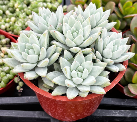 succulent lilac mist Echeveria Lilac Mist