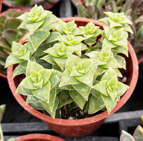 Variegated String of Buttons