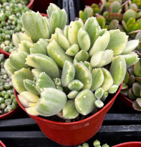 Cotyledon Bear's Paw