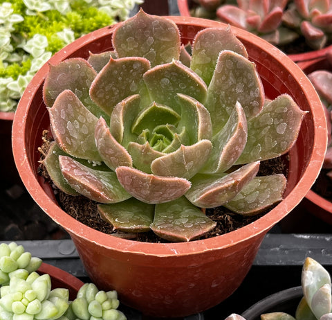 Echeveria Carmencita