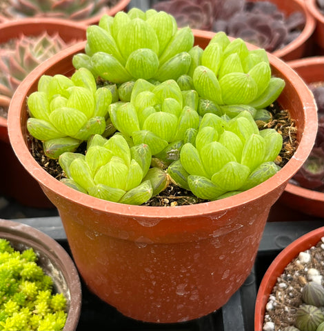 Haworthia Cymbiformis Var Obtusa