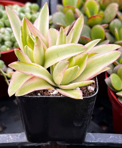 Variegated Crassula Campfire