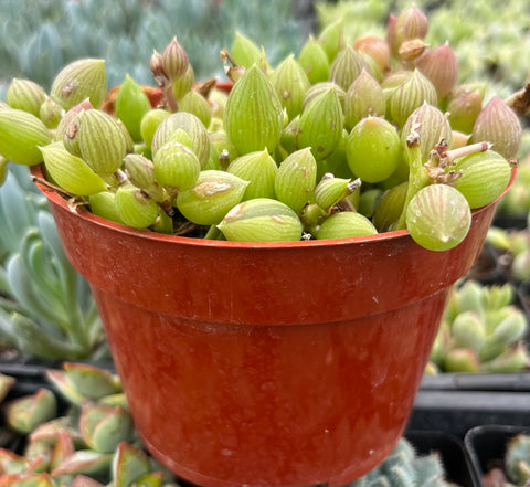 string of watermelon succulent care String of Watermelons