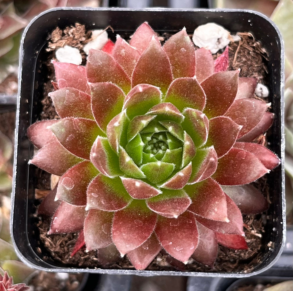 hen and chick succulent pots Hen & Chicks Gold Dust