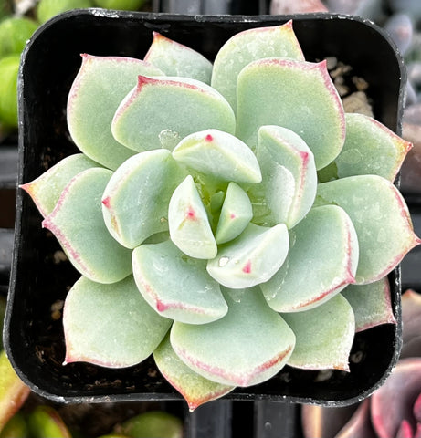 succulent with pink edges Echeveria Tippy Pink
