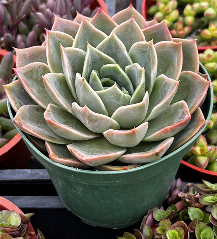 Echeveria Romance
