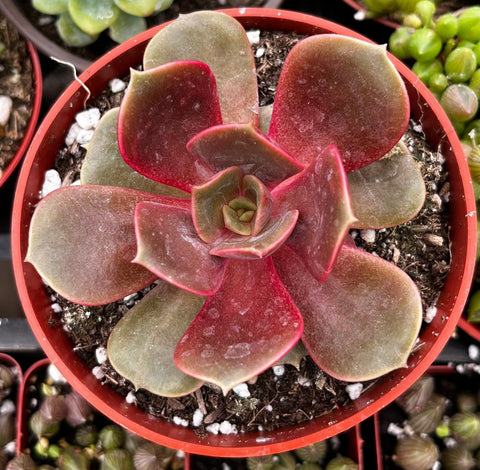 red rosette succulent Echeveria Red Ball