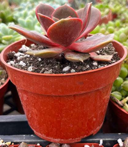 ball succulent plant Echeveria Red Ball