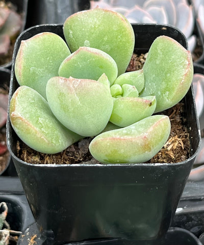 Echeveria Green Rosette