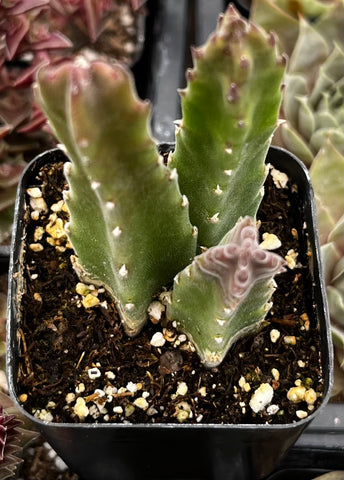 stapelia succulent Stapelia Gigantea