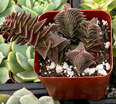 Crassula Pagoda Village