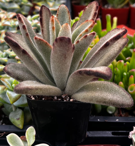 chocolate soldier succulent plants Chocolate Soldier Kalanchoe Tomentosa