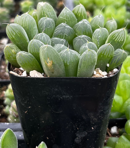 plump haworthia cooperi succulent Haworthia Cooperi Var Truncata