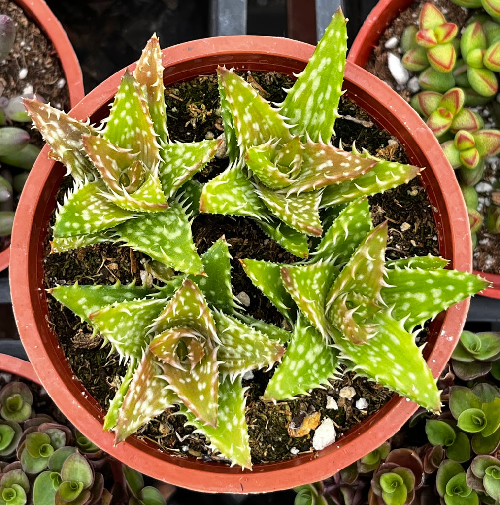 Tiger Tooth Aloe
