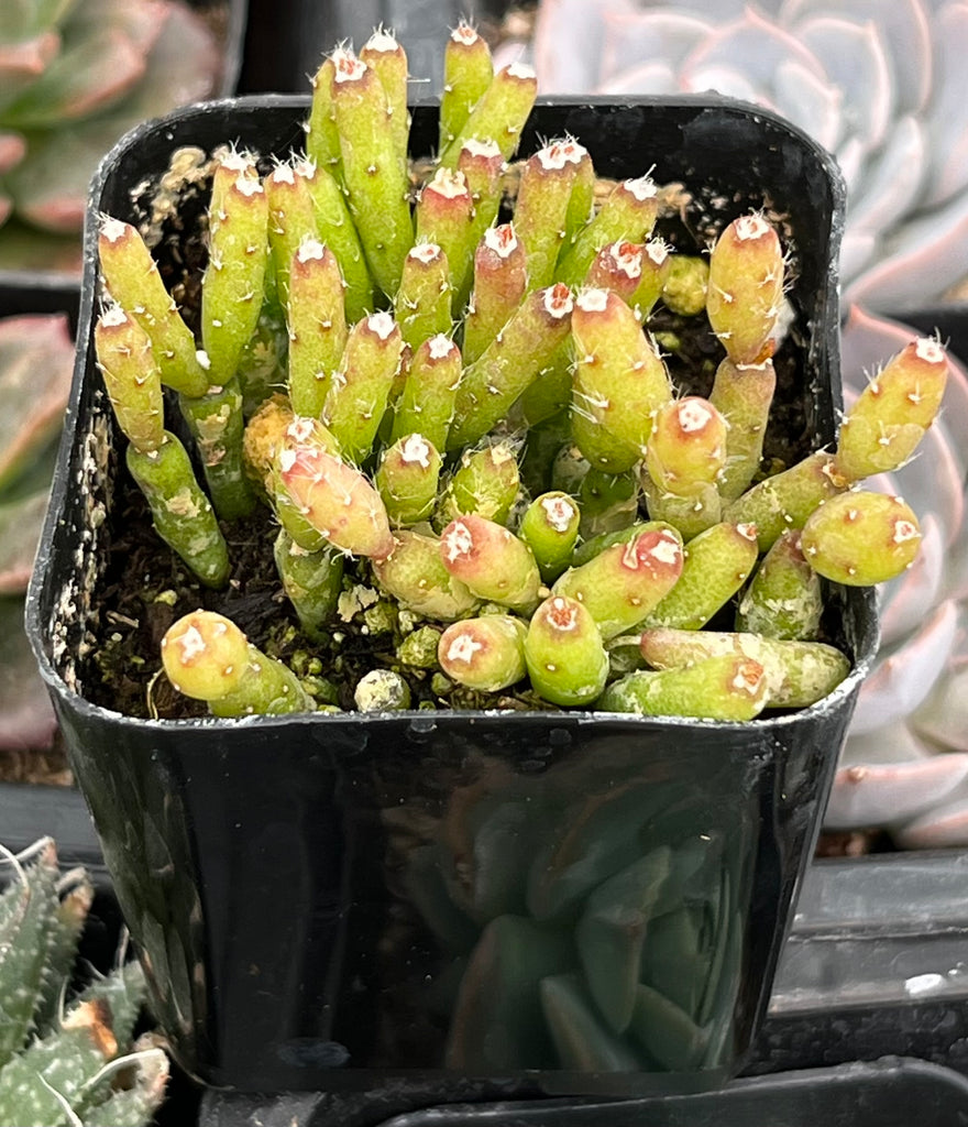hatiora succulent Hatiora Salicornioides