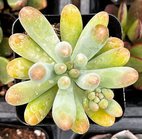 Stonecrop Jelly Bean