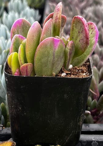 Trailing Jade