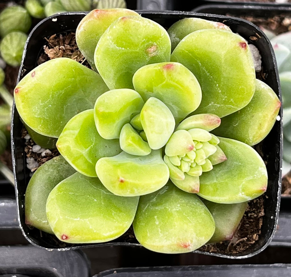 Sedum ‘Alice Evans’
