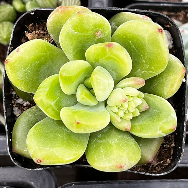 alice in wonderland succulent Sedum ‘Alice Evans’