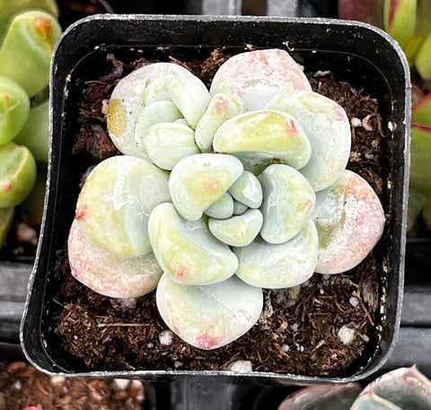 Sedum Clavatum