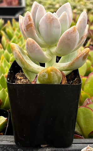 Graptosedum Ghosty