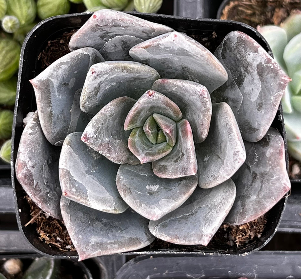 echeveria dark moon succulent Echeveria Dark Moon
