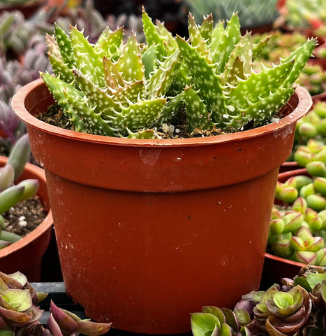 Tiger Tooth Aloe