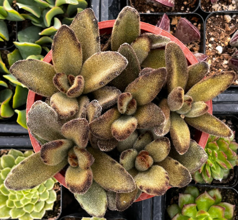 Chocolate Soldier Kalanchoe Tomentosa